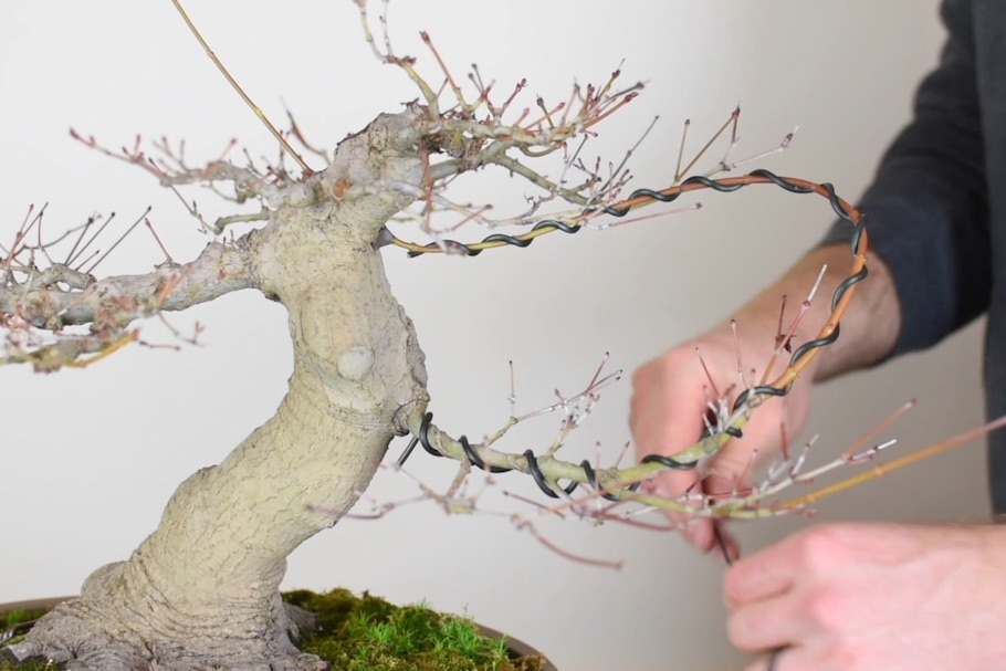 Scion grafting Bonsai