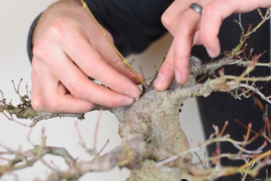 Scion grafting Bonsai