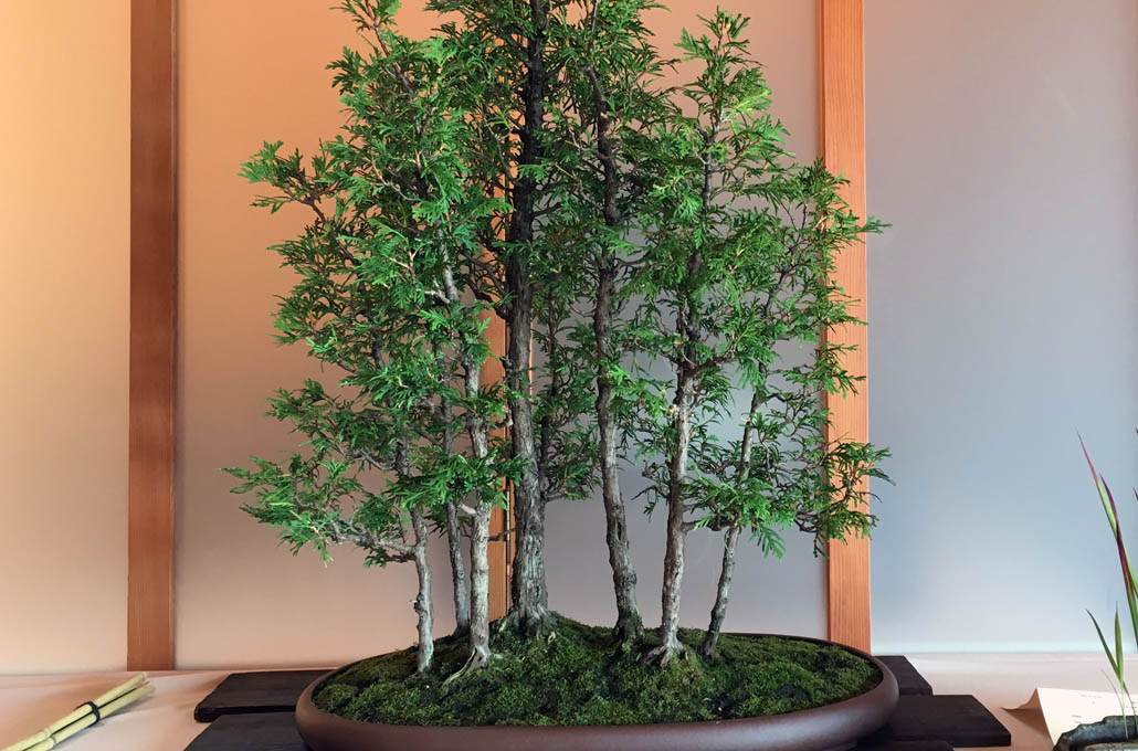 Thuja Bonsai