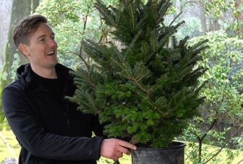 How to turn a Christmas tree into a Bonsai