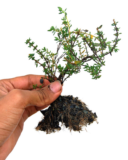 Thyme Bonsai