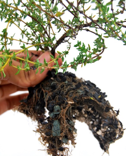 Thyme Bonsai tree, herbal Bonsai