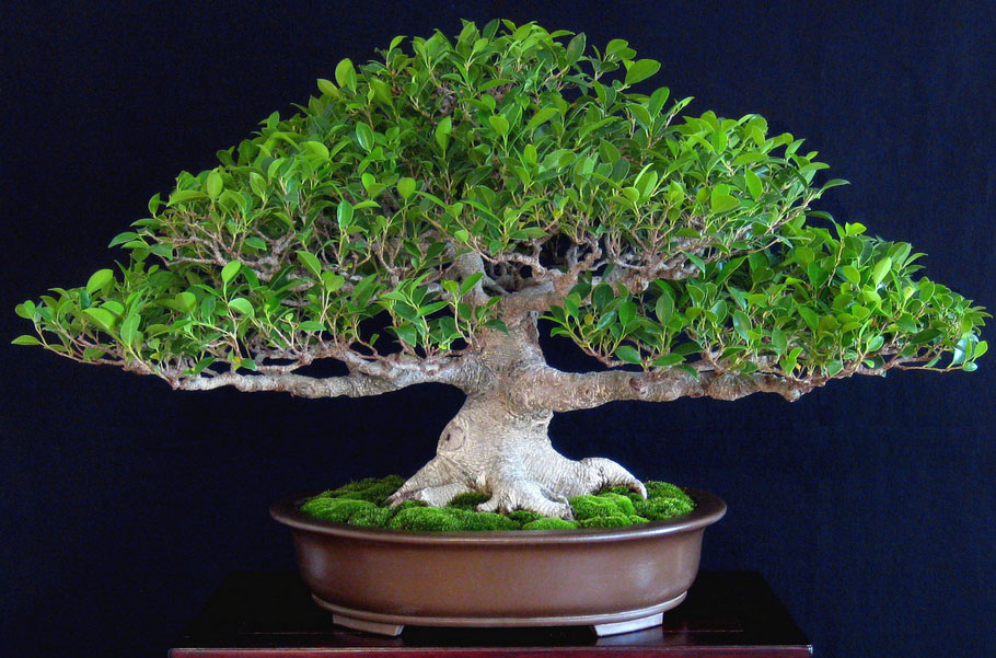 Ficus Bonsai trees