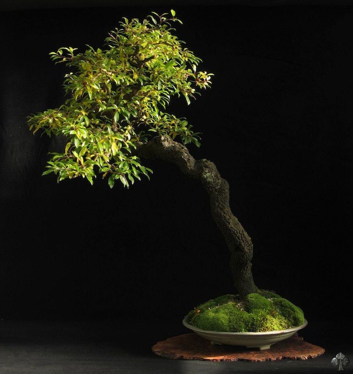 Blackthorn bonsai by Tony Tickle