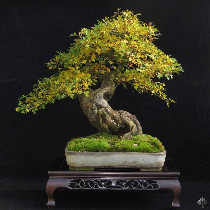 Crataegus bonsai