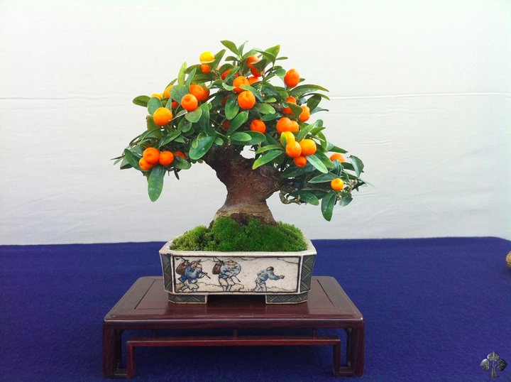 Tiny oranges on a Bonsai