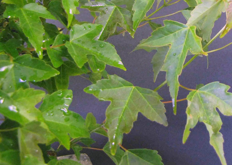 Leaves of the Trident maple 