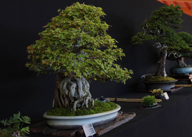 Acer Buergerianum bonsai at Bonsai San show 