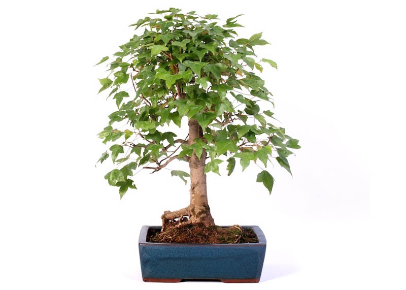 Acer Buergerianum bonsai 