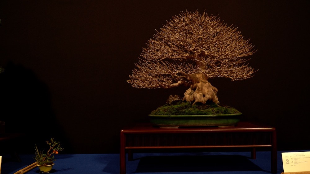 Trophy Bonsai Exhibition 2023