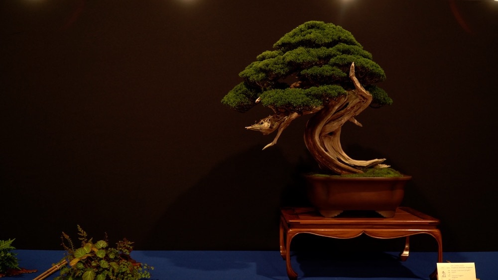 Trophy Bonsai Exhibition 2023