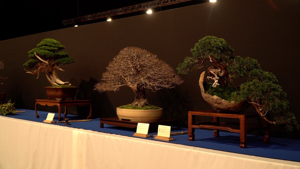 Trophy Bonsai Exhibition 2023