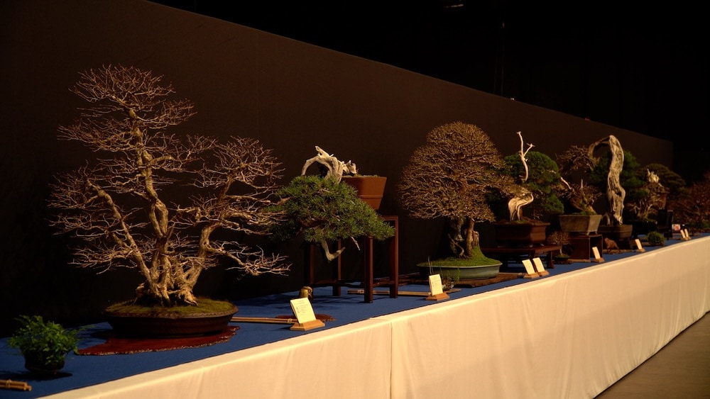 Trophy Bonsai Exhibition 2023