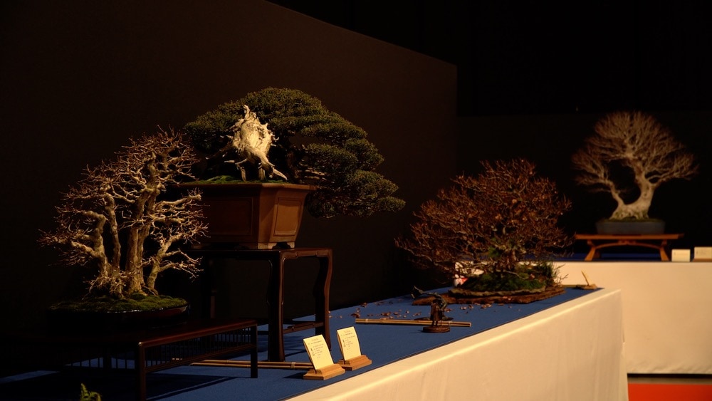 Trophy Bonsai Exhibition 2023