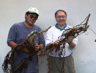 Splitting the ficus