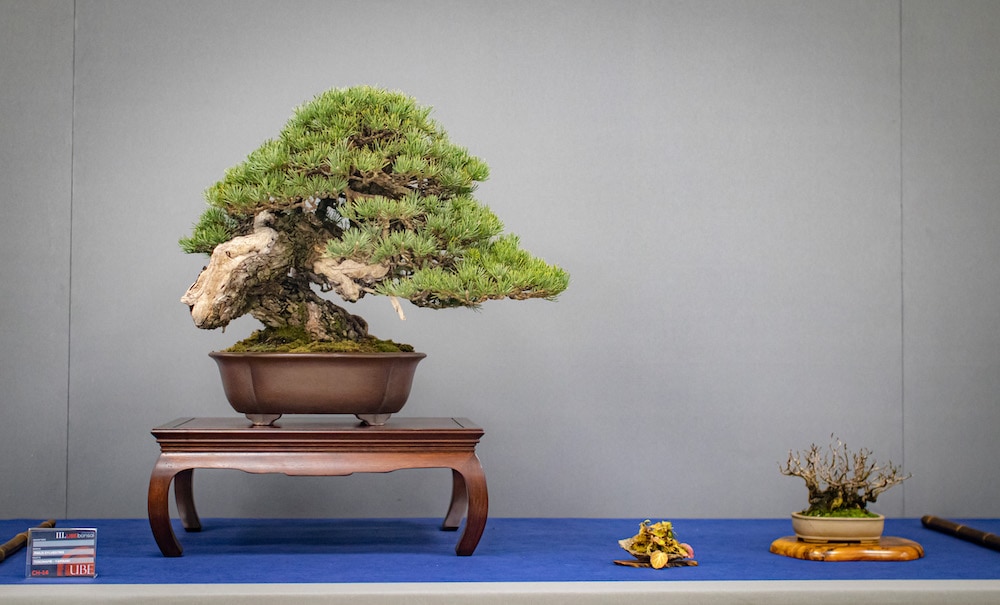 UBE Bonsai Exhibition