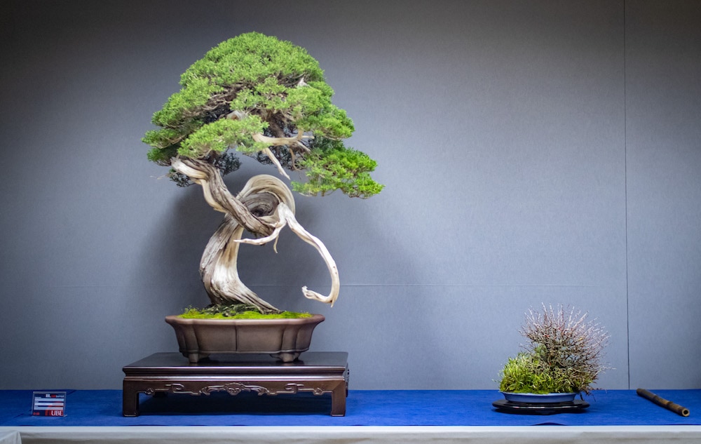 UBE Bonsai Exhibition