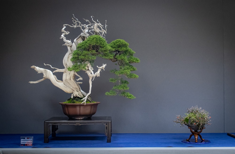 UBE Bonsai Exhibition