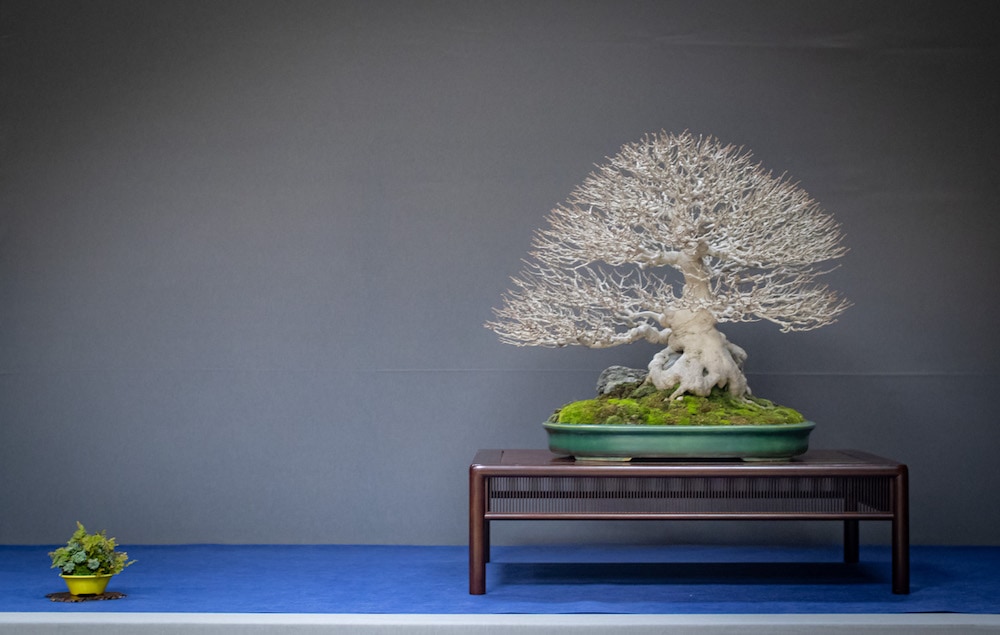 UBE Bonsai Exhibition