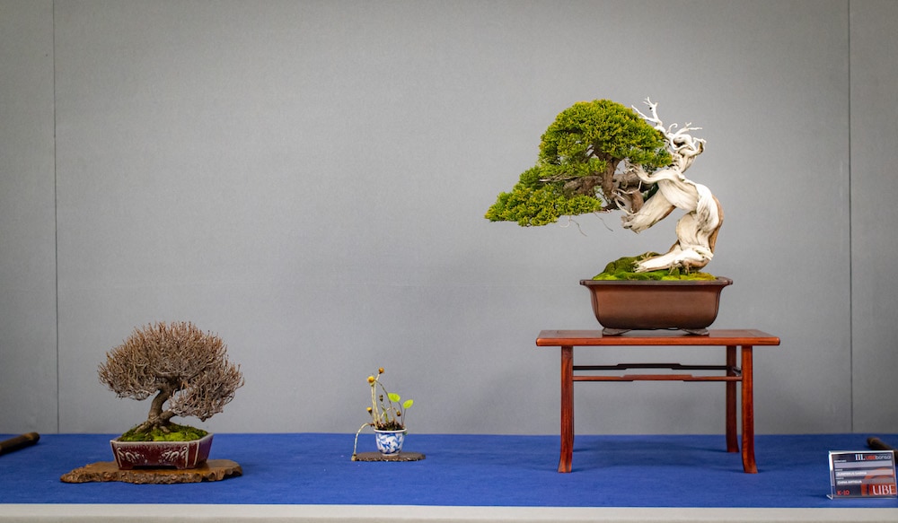 UBE Bonsai Exhibition