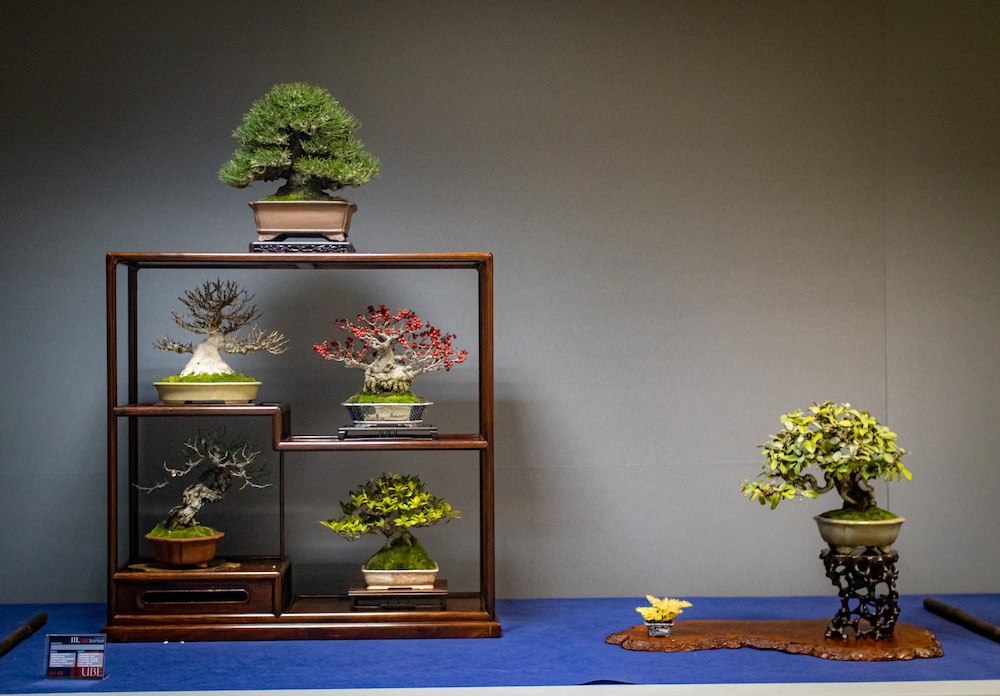 UBE Bonsai Exhibition