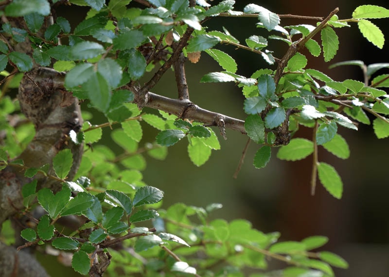 Leaves of the Chinese elm 