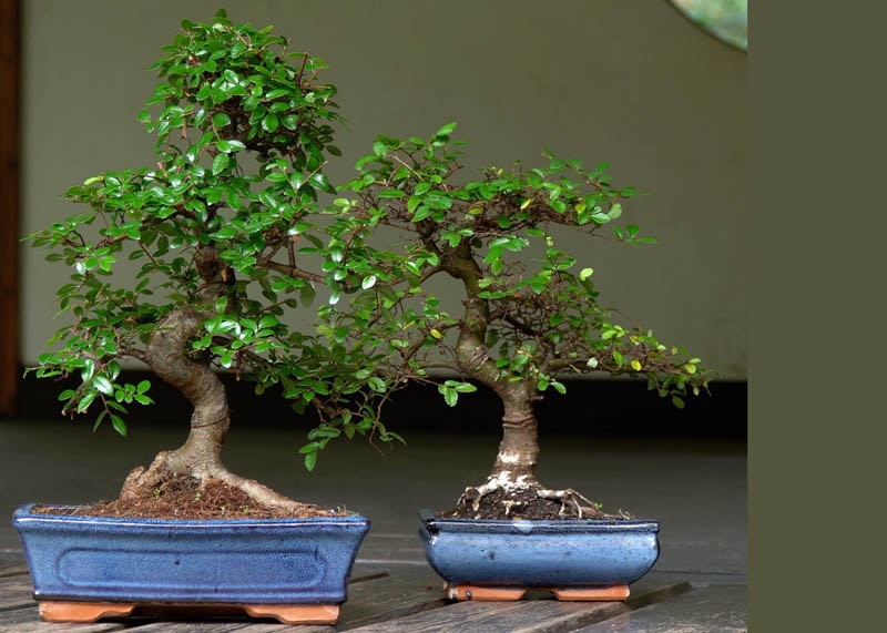 Ulmus parviflora bonsai 