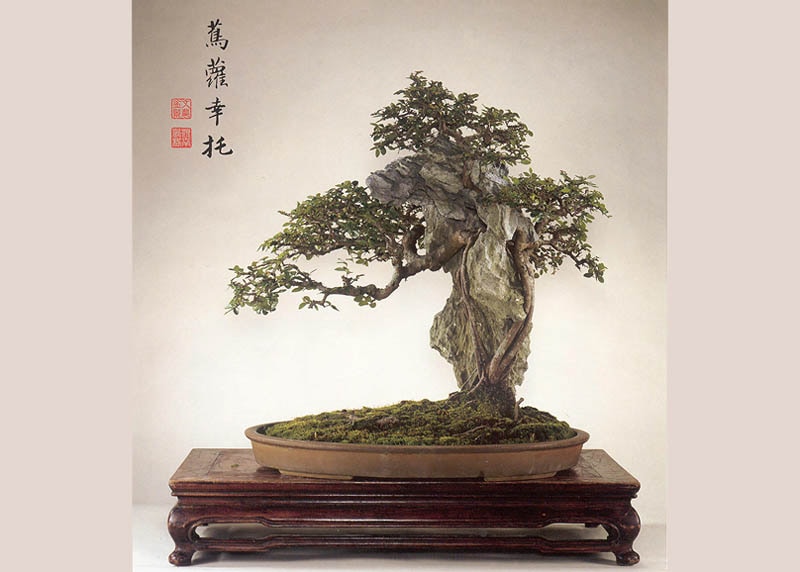 Ulmus in Chinese Penjing landscape 