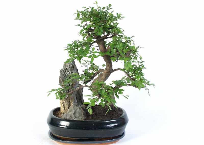 Chinese elm bonsai 