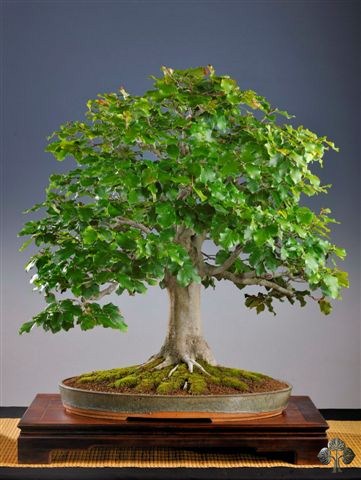 Fagus Silvatica