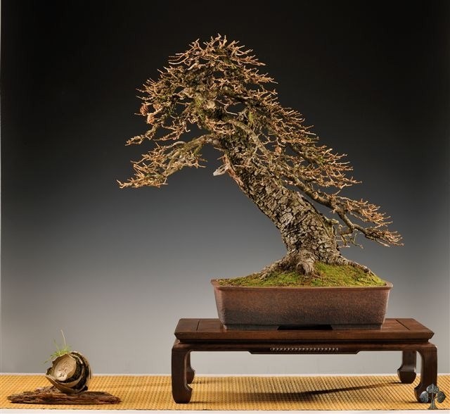 Larch bonsai by Vaclav Novak