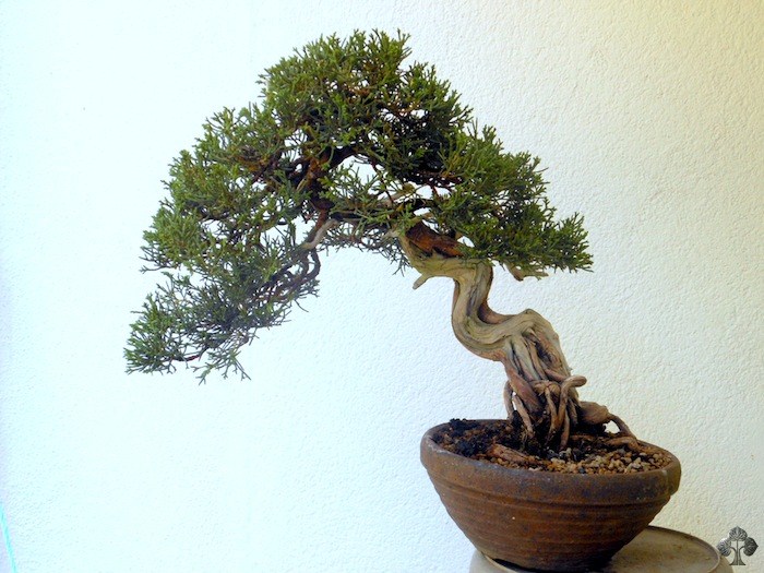 Shimpaku Juniper bonsai