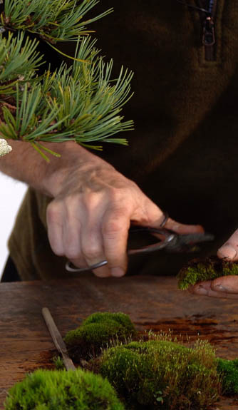 Bonsai Intermediate Course 3