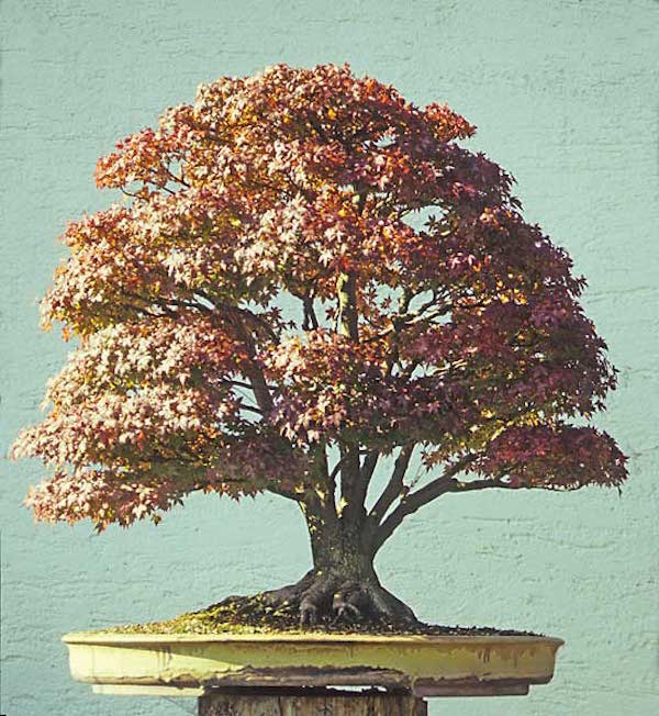 Japanese Maple in 1998