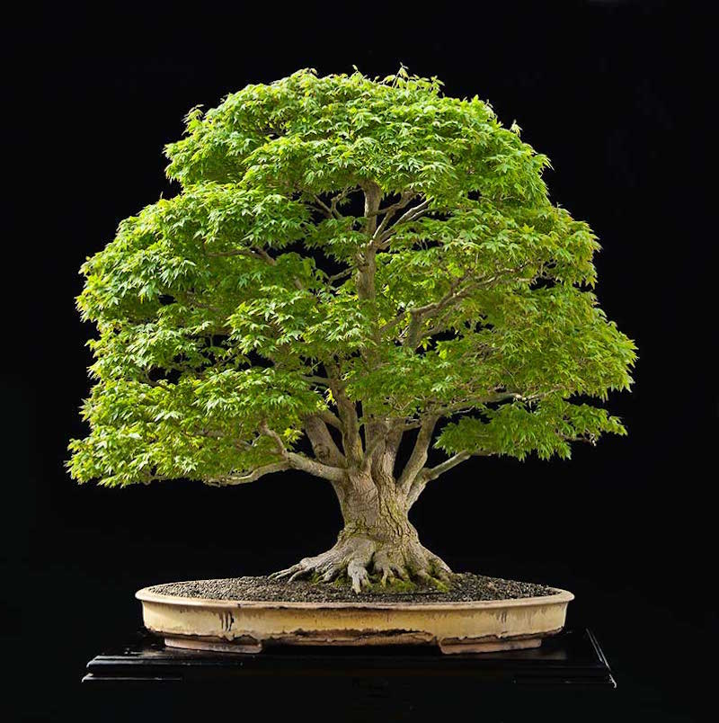 Japanese maple Bonsai tree