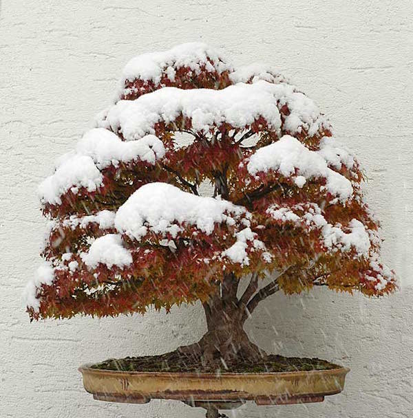 Japanese Maple in 2005