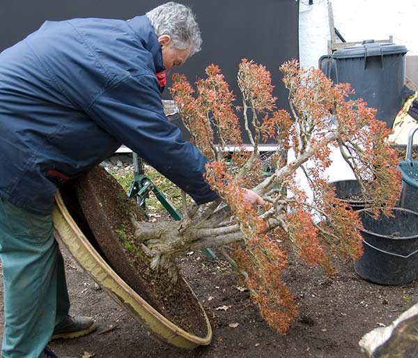 removing the tree from its pot