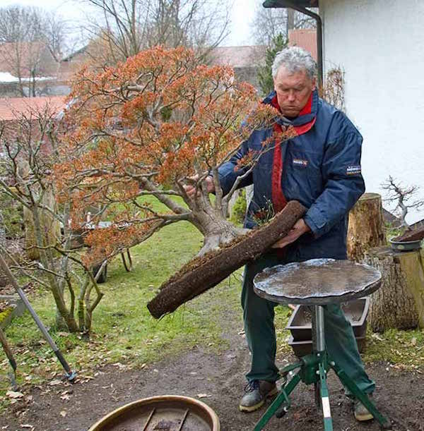 putting the tree on a turning table, to be able to remove the soil from the roots