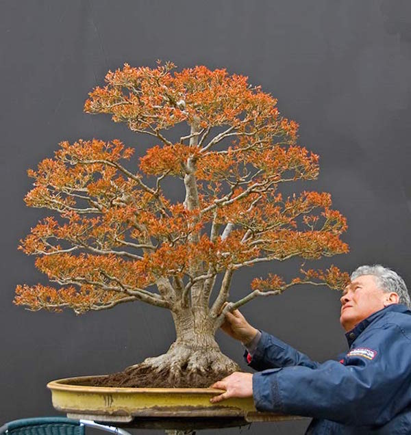 the tree back in its pot, with fresh substrate