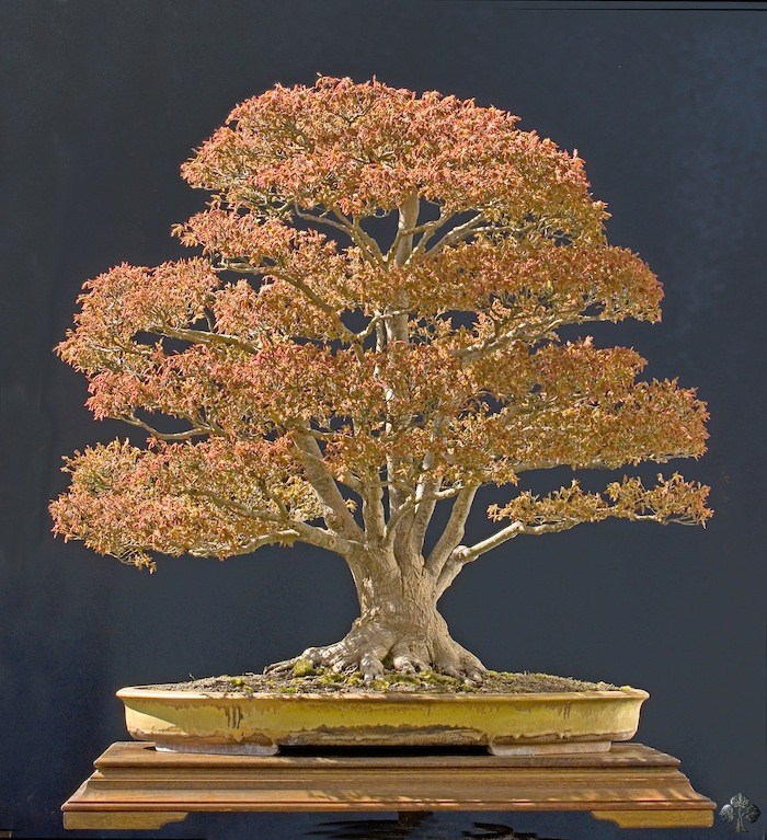 Walter Pall's Japanese Maple bonsai