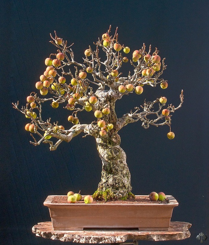 Bonsai fruits