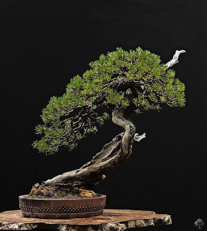 Walter Pall's bonsai