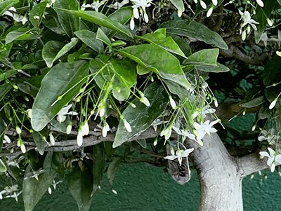 Water jasmine Wrightia religiosa