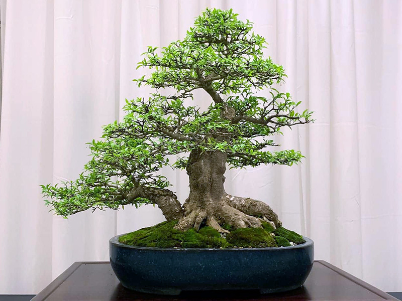 Water Jasmine - Wrightia religiosa Bonsai tree