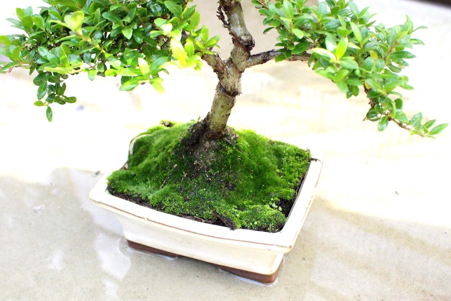 Watering a Bonsai tree