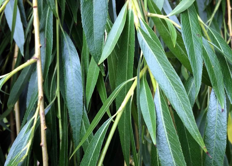 Leaves of the Weeping willow 