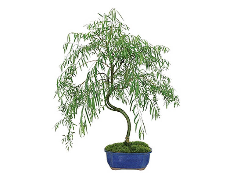 Weeping willow bonsai 