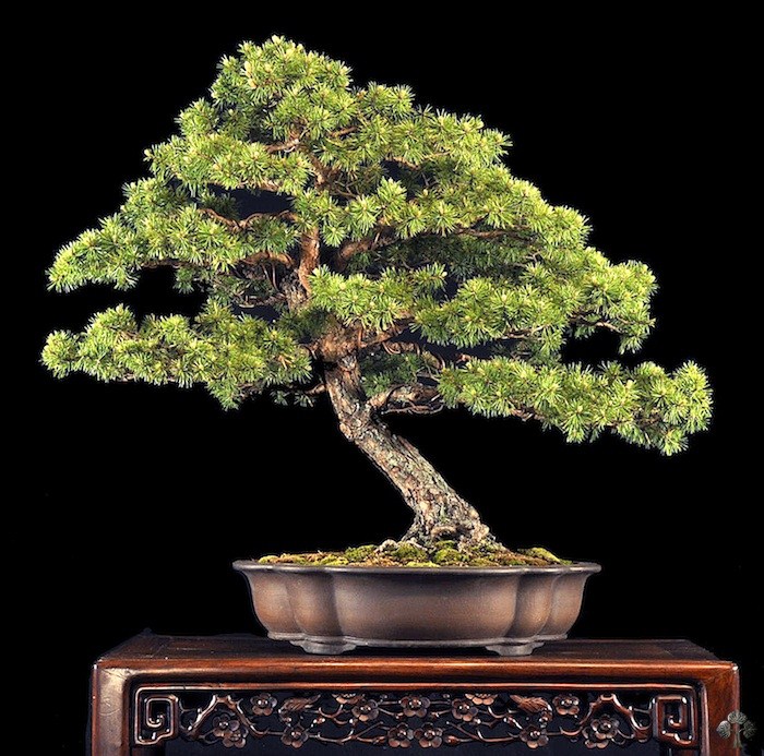 Dwarf Scots pine by William Valavanis