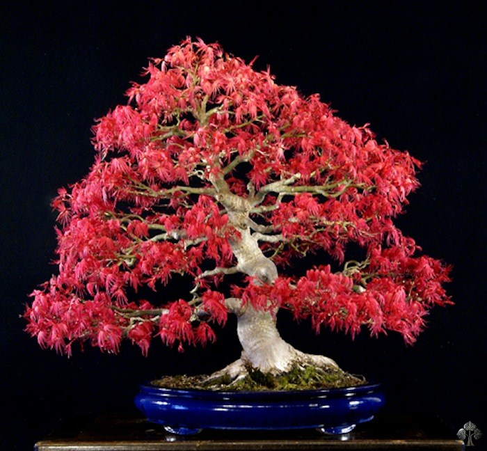 William Valavanis Maple bonsai