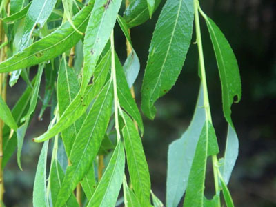 Weeping willow Salix